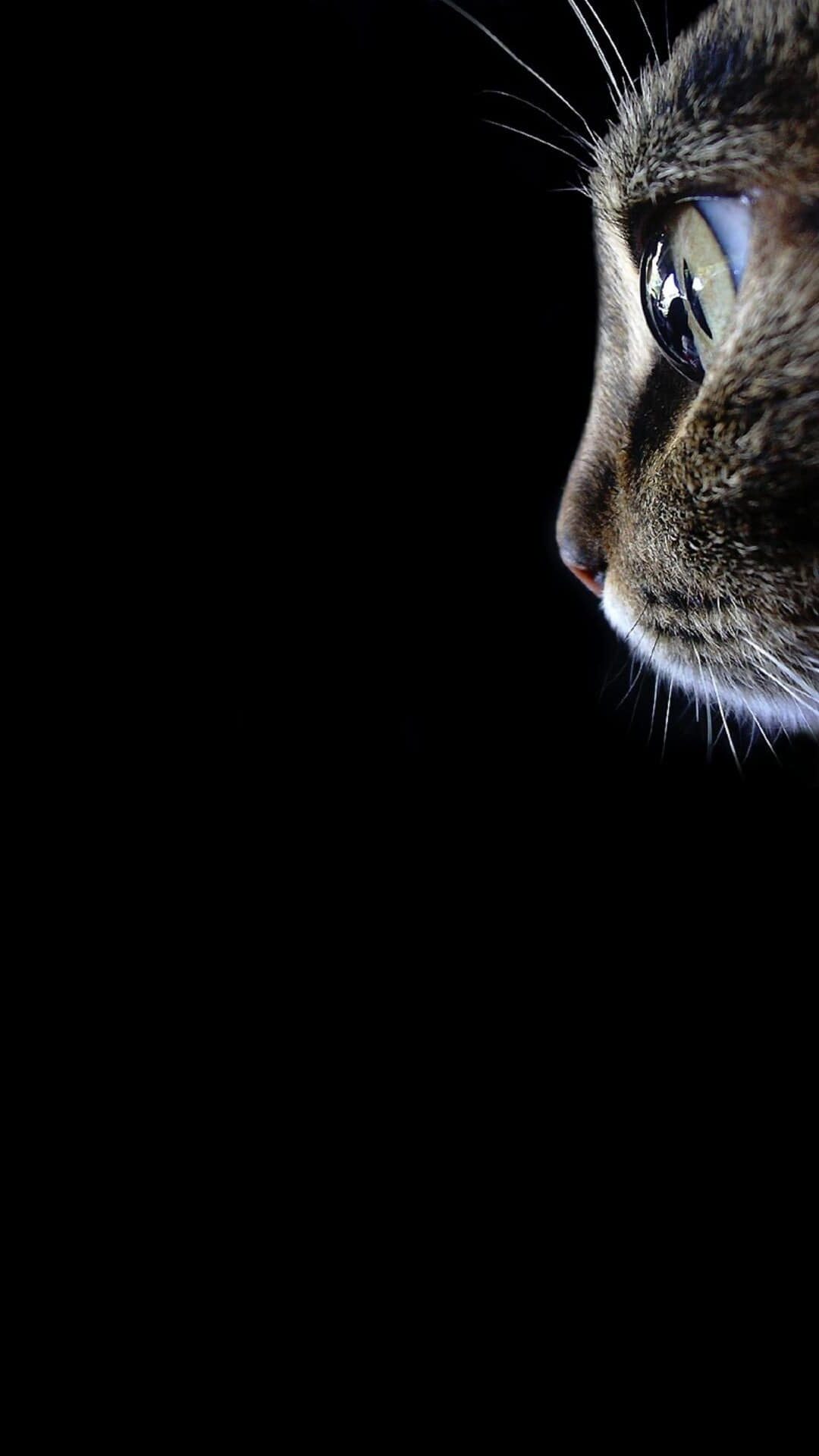 1080x1920   Аниме -кошачьи обои 1920x1483 63744 - Балтана