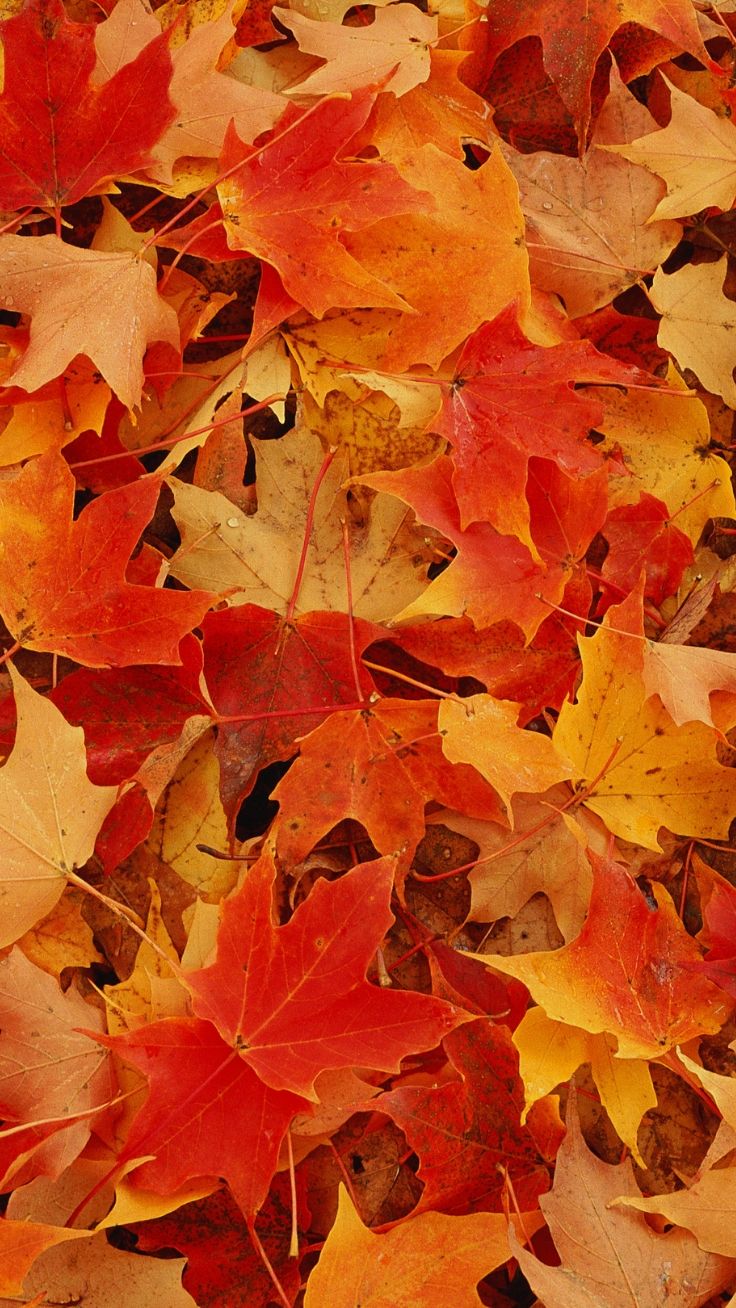 736x1308 Autumn Leaves Wallpaper - KoLPaPer - Awesome Free HD Wallpapers