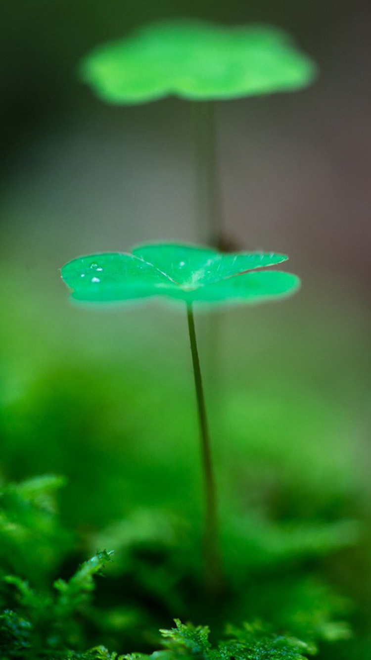 750x1334 Beautiful Green Leaf Скачать бесплатно обои для телефона 