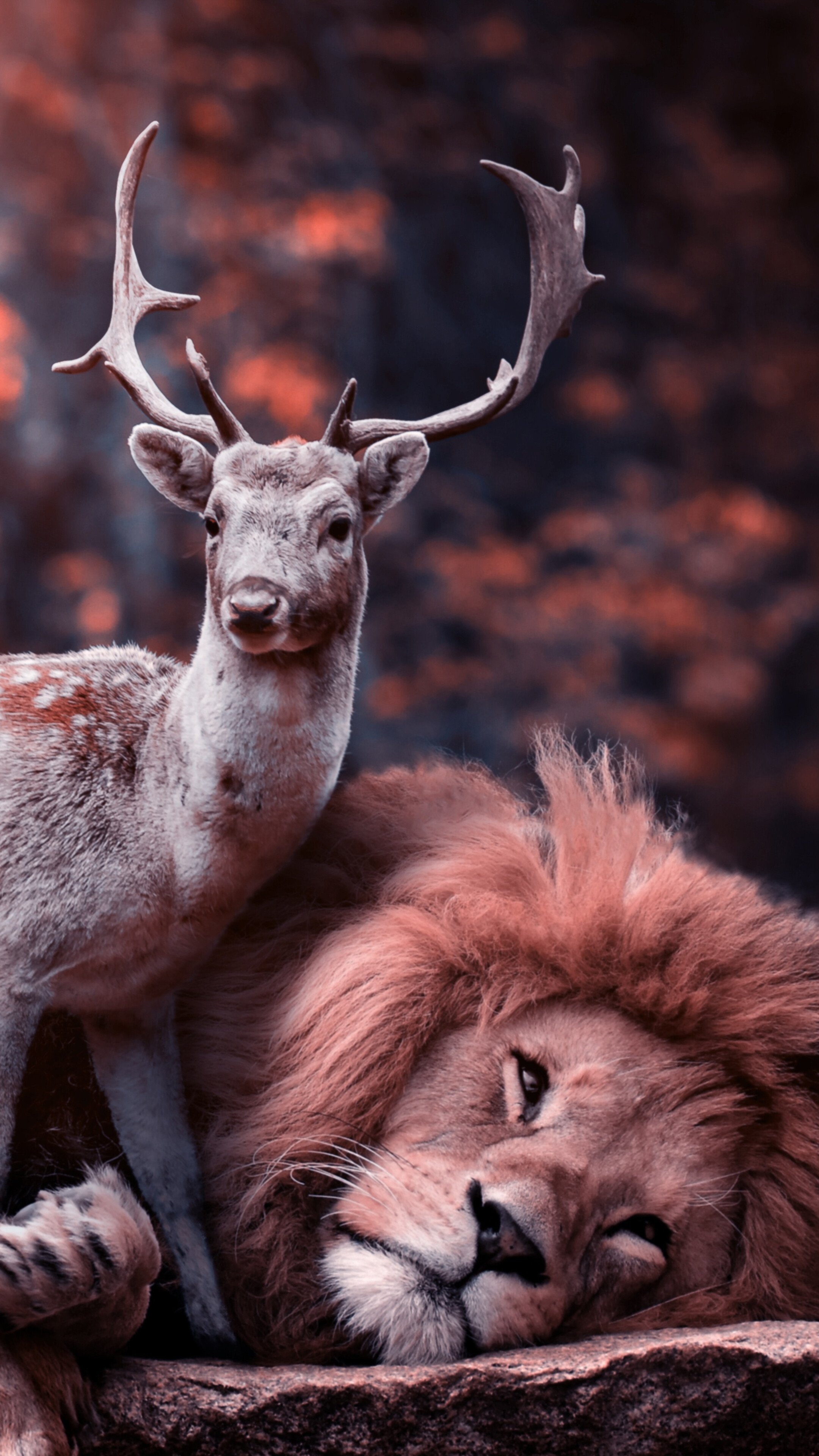 2160x3840   Deer Night Moon OLED iPhone Скачать обои ⋆ Traxzee