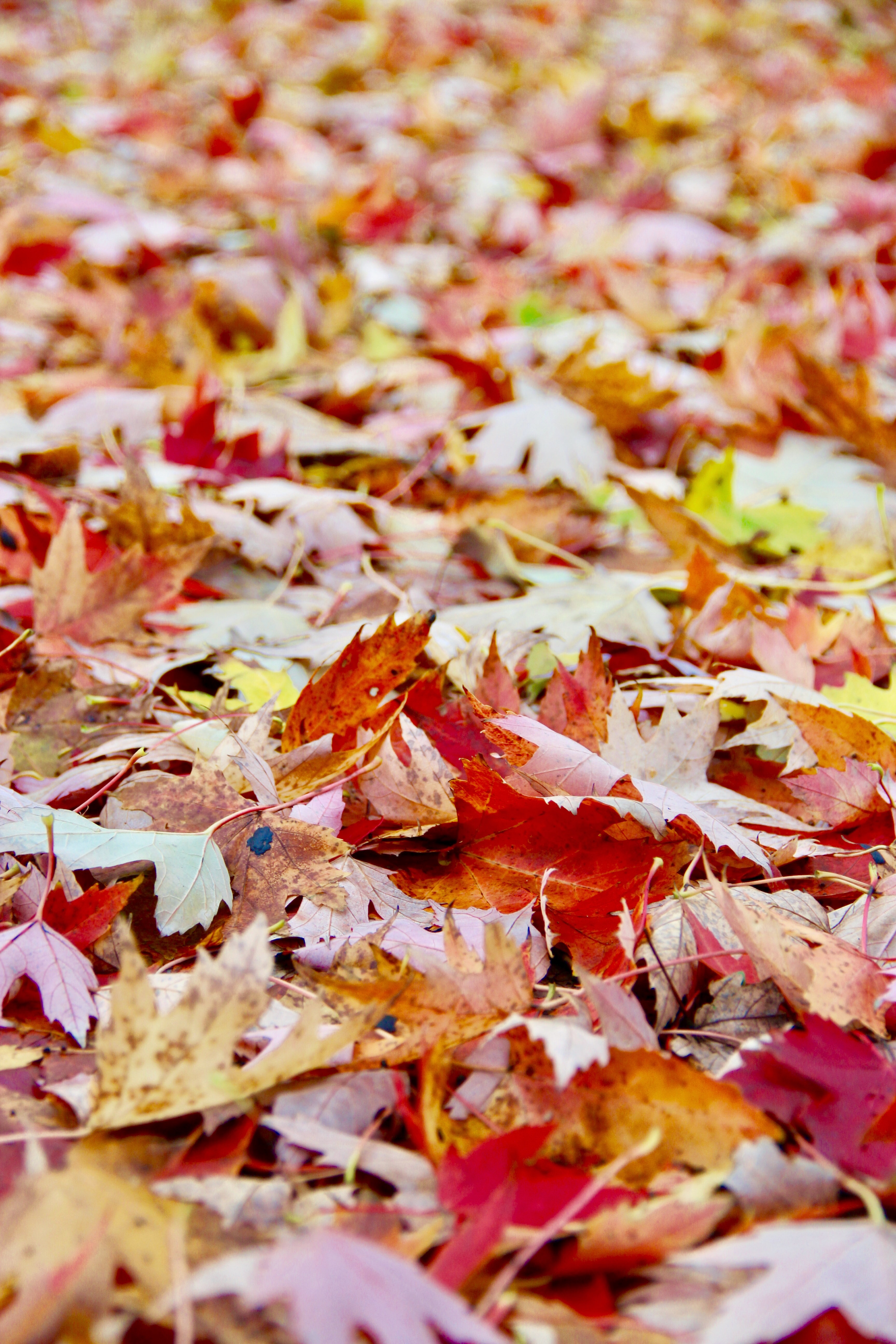 3456x5184  DARK LEAM SMART IM, SEASONS, HD Телефон Обои | Peakpx