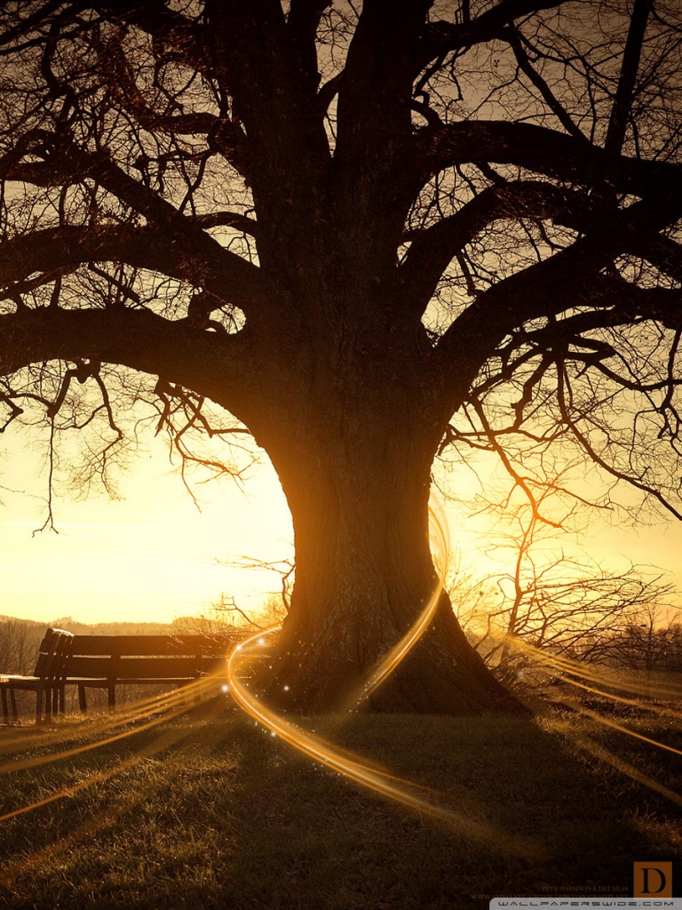 768x1024  Волшебные обои HD для мобильных устройств - 768x1024 Обои - Teahub.io