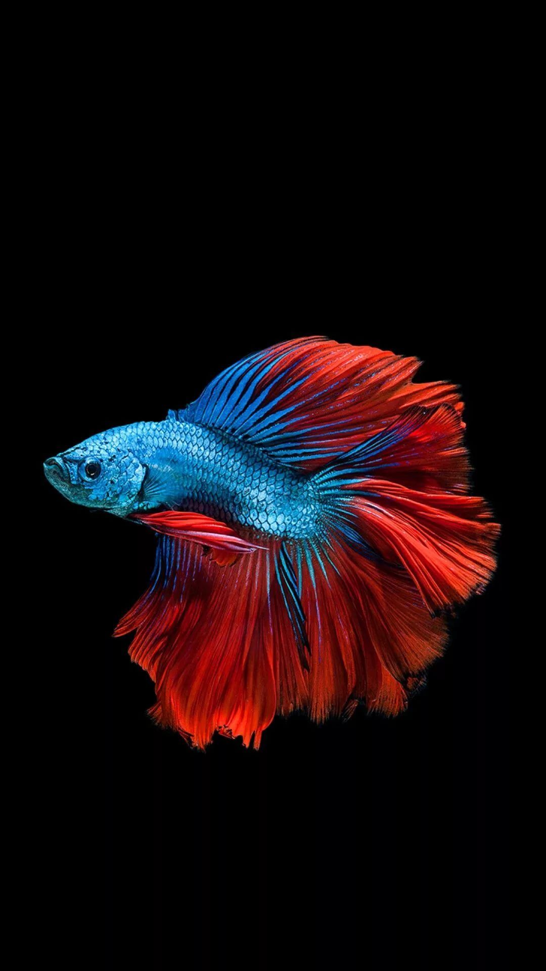 1080x1920  18 Betta Fish iPhone обои - WallpaperBoat
