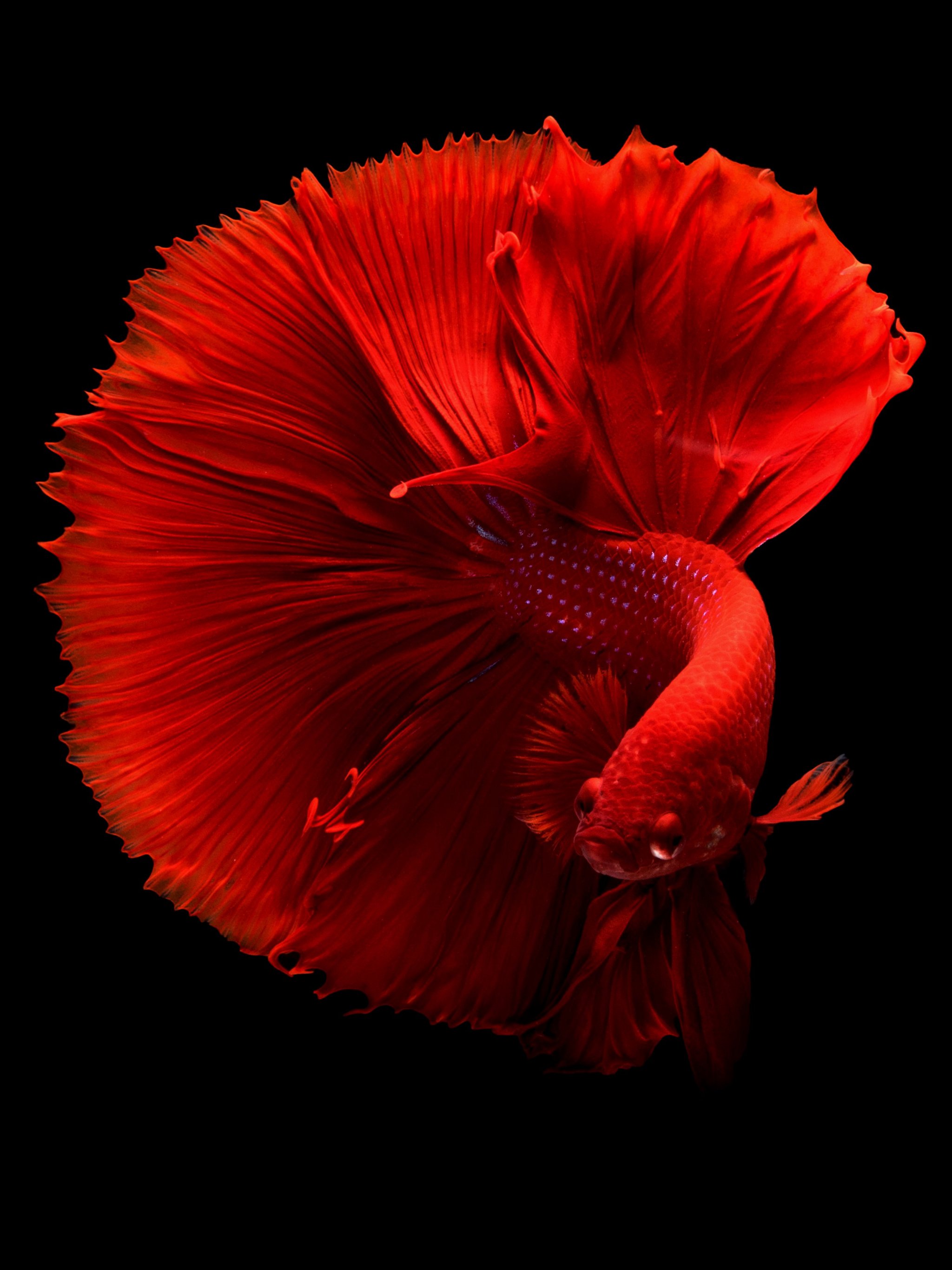2048x2732  Siamese Fighting Fish Обои - iPhone Android  Обои рабочего стола 