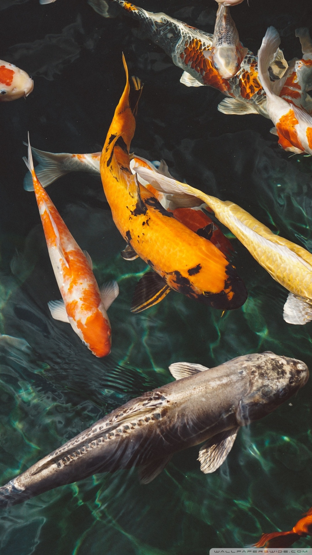 1080x1920  Hd Fish Wallpaper For Mobile - Artistic Joyful