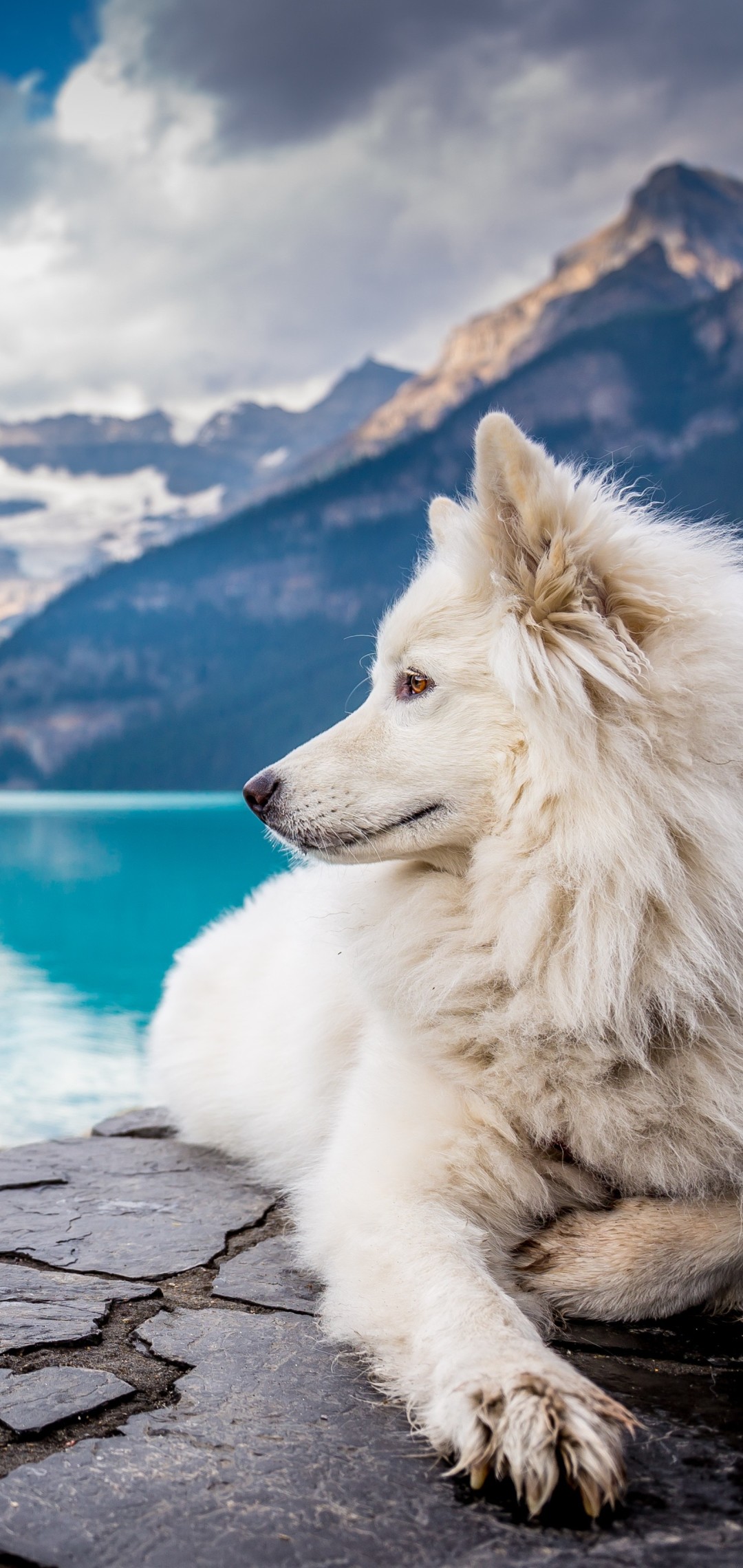 1080x2280  75 ᐈ Обои для мобильных телефонов с собаками »Загрузить для телефона Android [HD] 