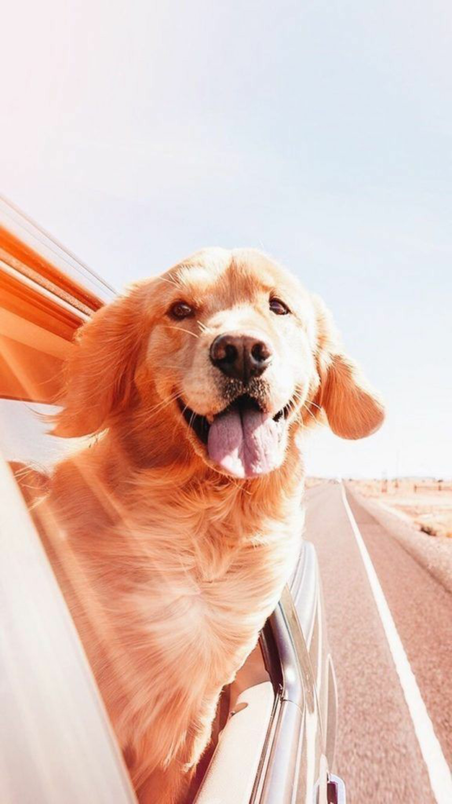 900x1600  Собаки обои Скачать бесплатно для телефона - Лучшие обои - Лучшие обои