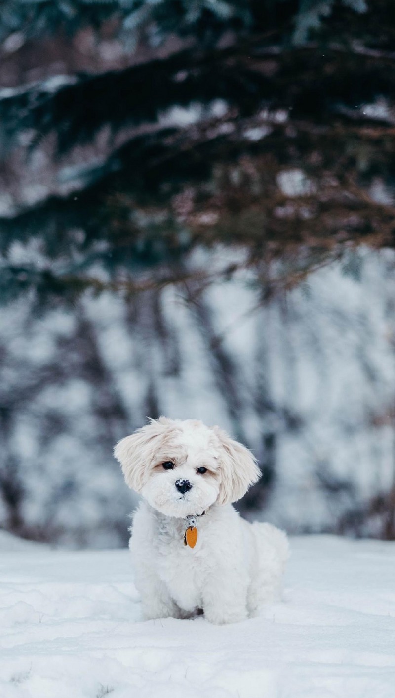 800x1411  Super cute pet dog мобильные обои - kkcamille