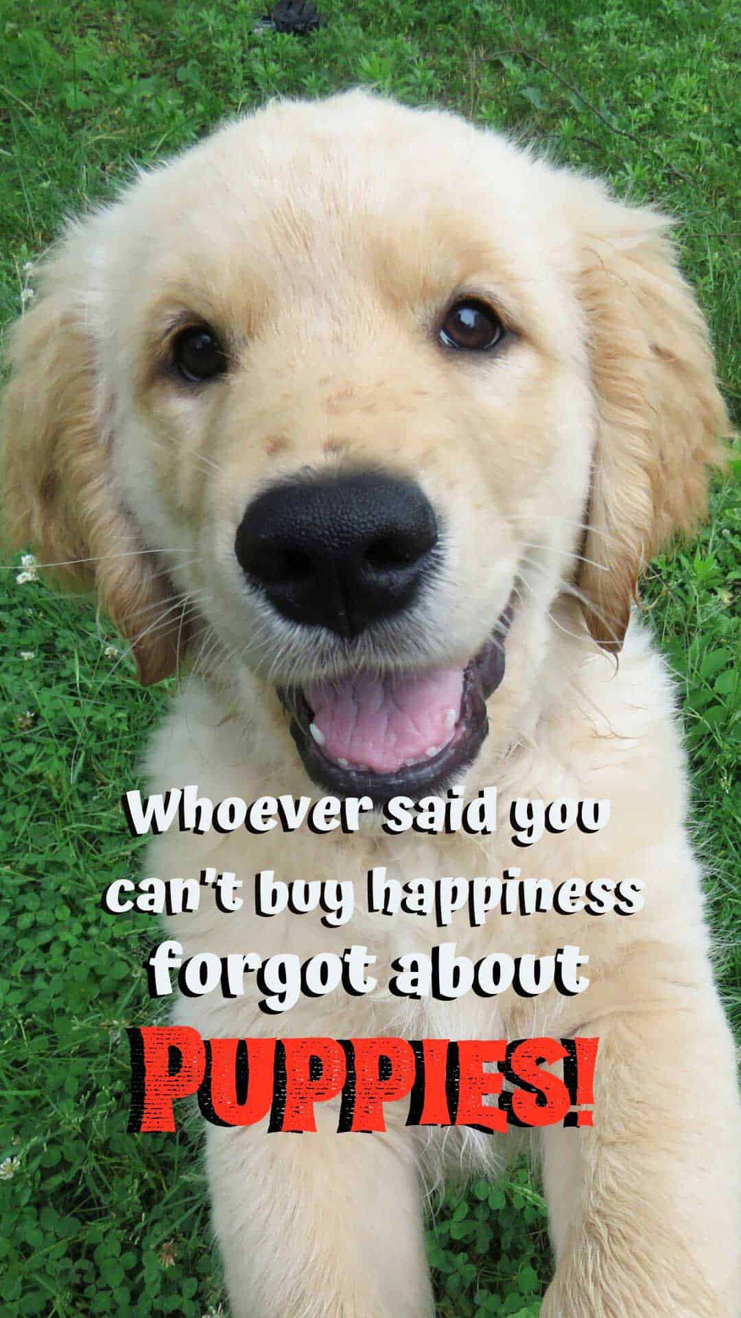 1080x1920  20 Бесплатные обои для телефона Awesome Dog HD | Лай Смех 