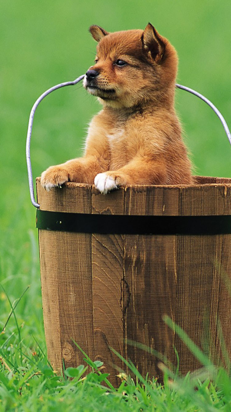 750x1334  50 HD Dog iPhone Обои 