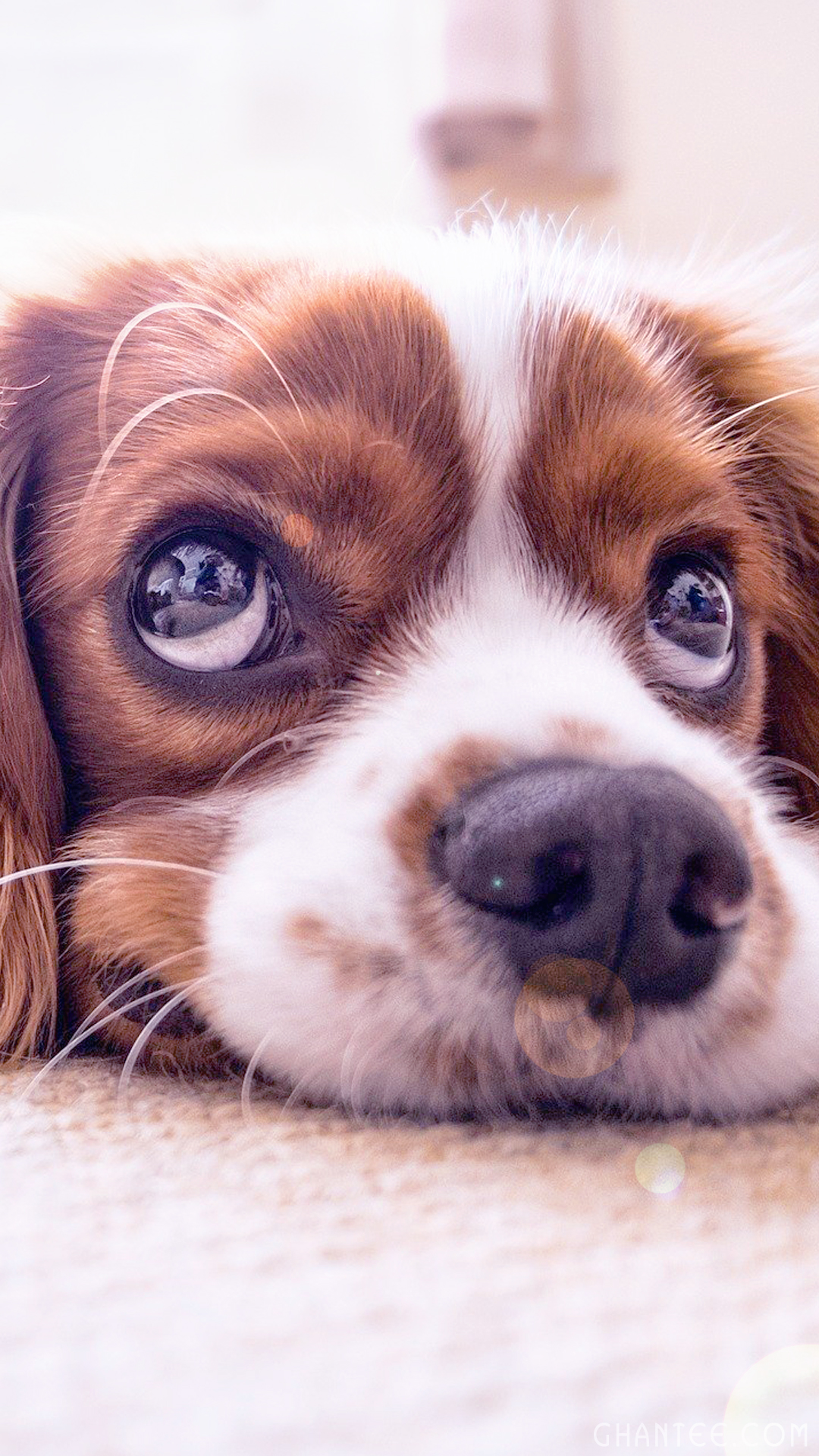 1080x1920  Swiss Shepherd 4K Ultra HD Mobile Wallpaper