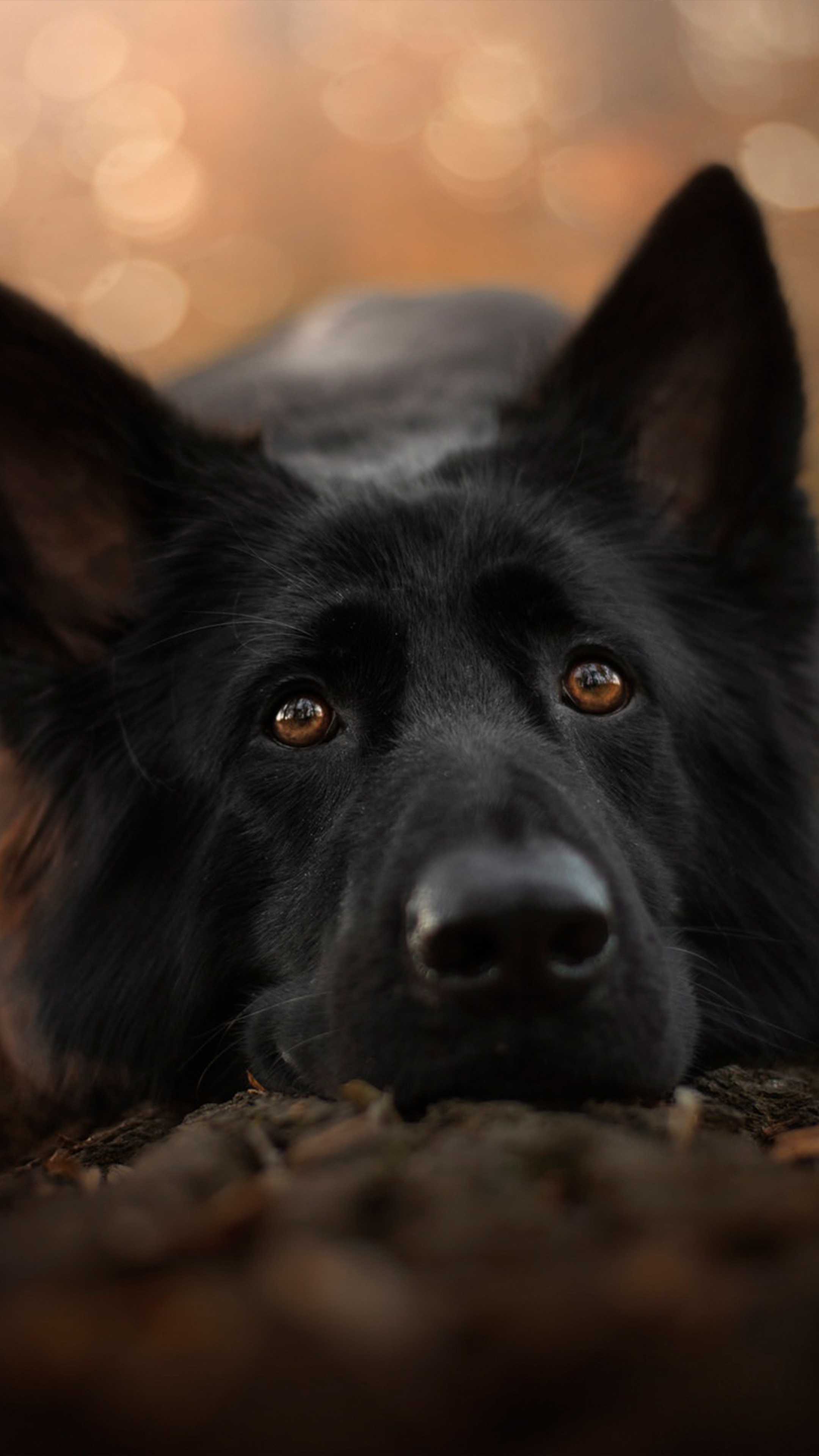 картинки черных собак