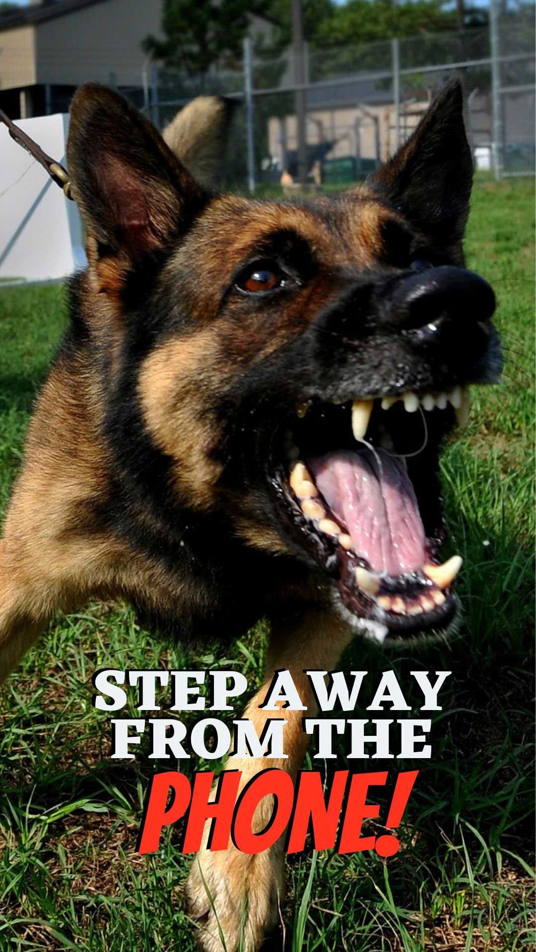 1080x1920   Веселые обои с собаками от Lovely_nature_27 - e8 - Бесплатно на ZEDGE ™ 