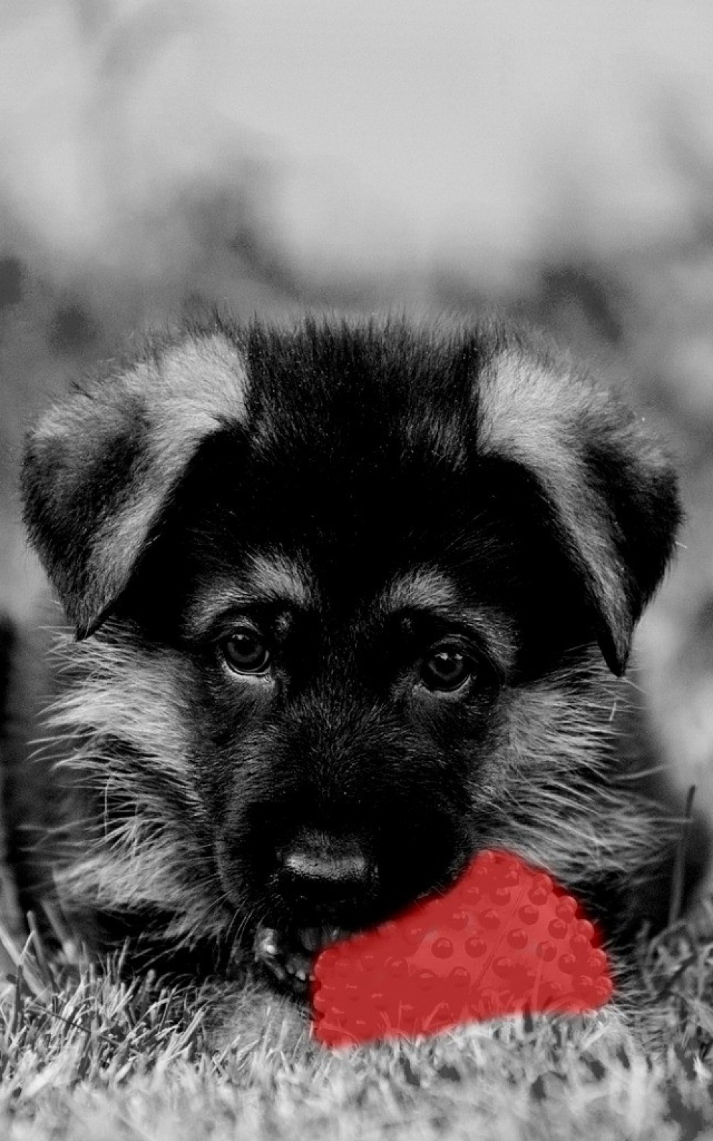 1000x1600  Cute Dogs And Puppies Wallpapers For Mobile - Wallpaper Cave