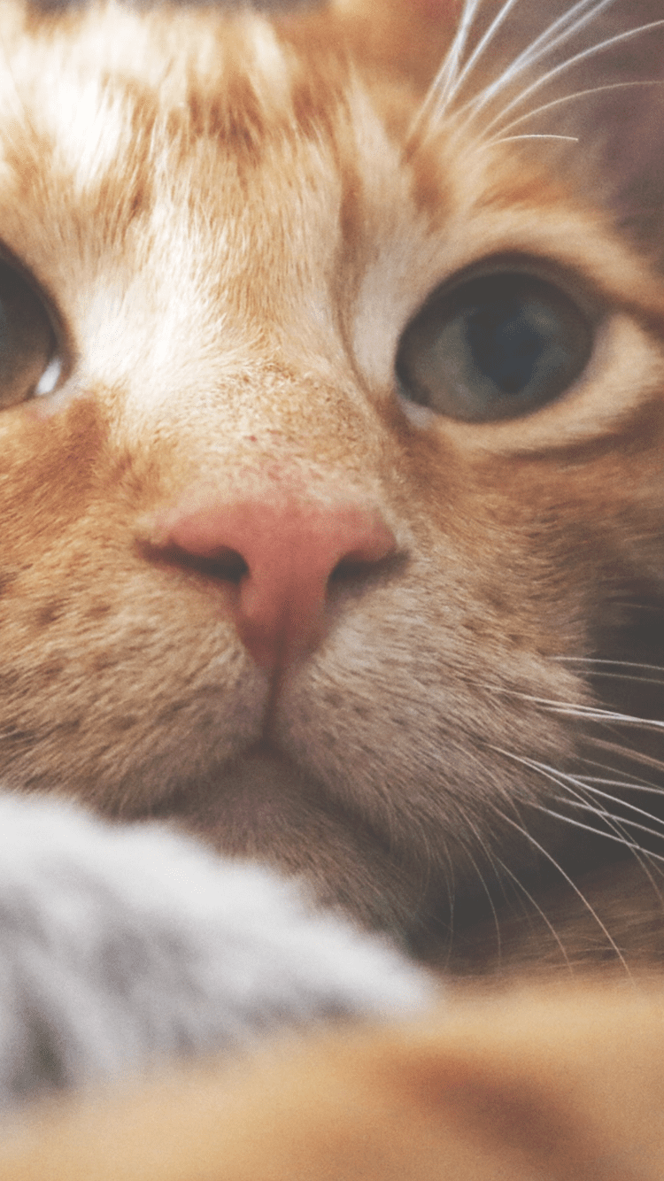 750x1334  Mobile Cat Wallpapers - Android iPhone Smartphone HD обои - Purrfect Love | Обои с кошками Симпатичные кошки Обои с котенком 