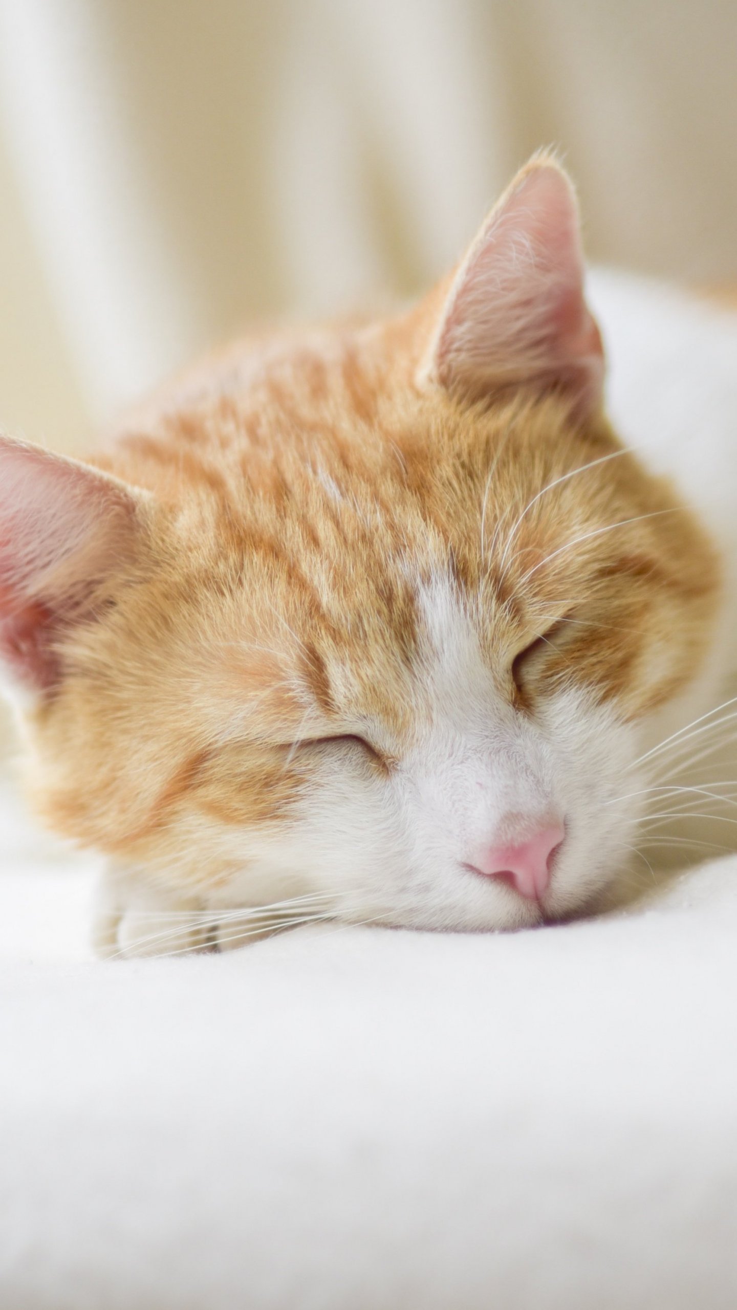 1440x2560   Обои для рабочего стола с изображением спящего кота - iPhone Android  Обои для рабочего стола 