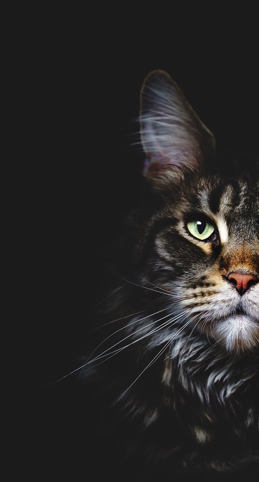 854x1590   Милые обои с кошками HD для мобильного телефона - Женские футболки с кошками - Мне очень нравятся кошки 