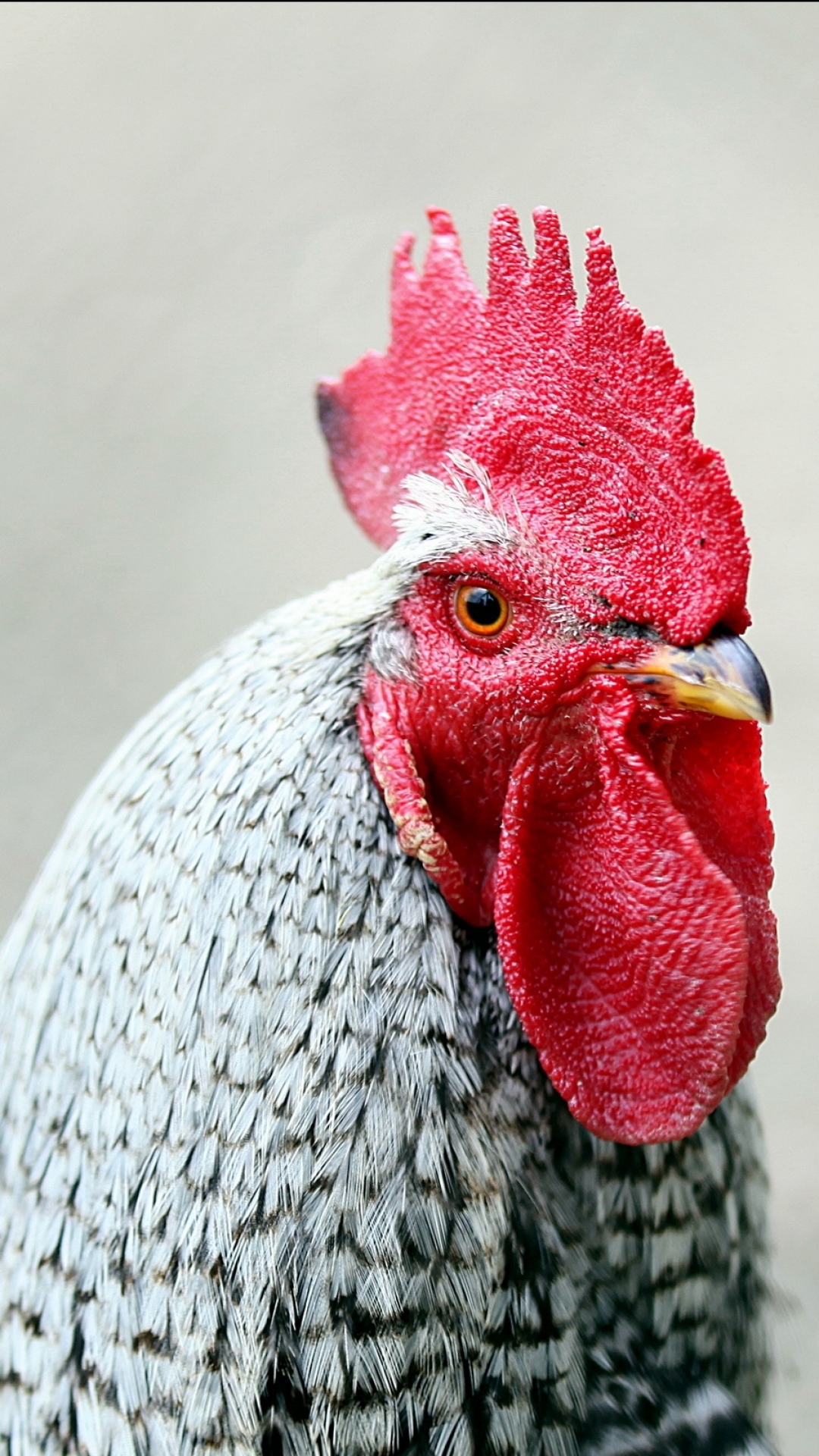 1080x1920   Животное / Курица (1080x1920) ID обоев: 115009 - Mobile Abyss