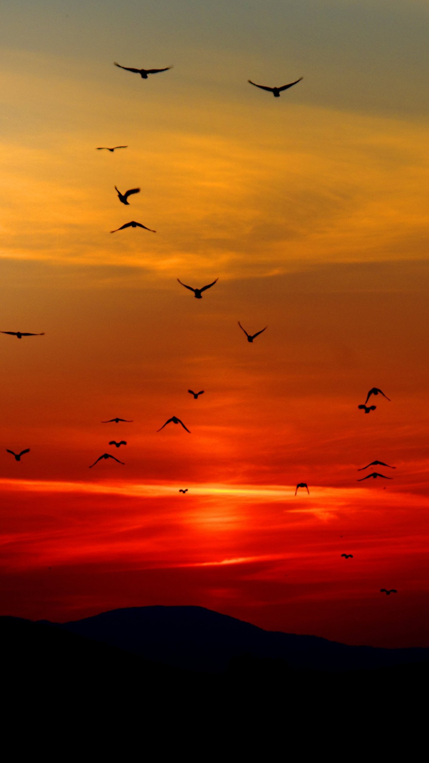 1440x2560 Birds in Sunset Wallpaper - iPhone Android u0026 Фоны рабочего стола