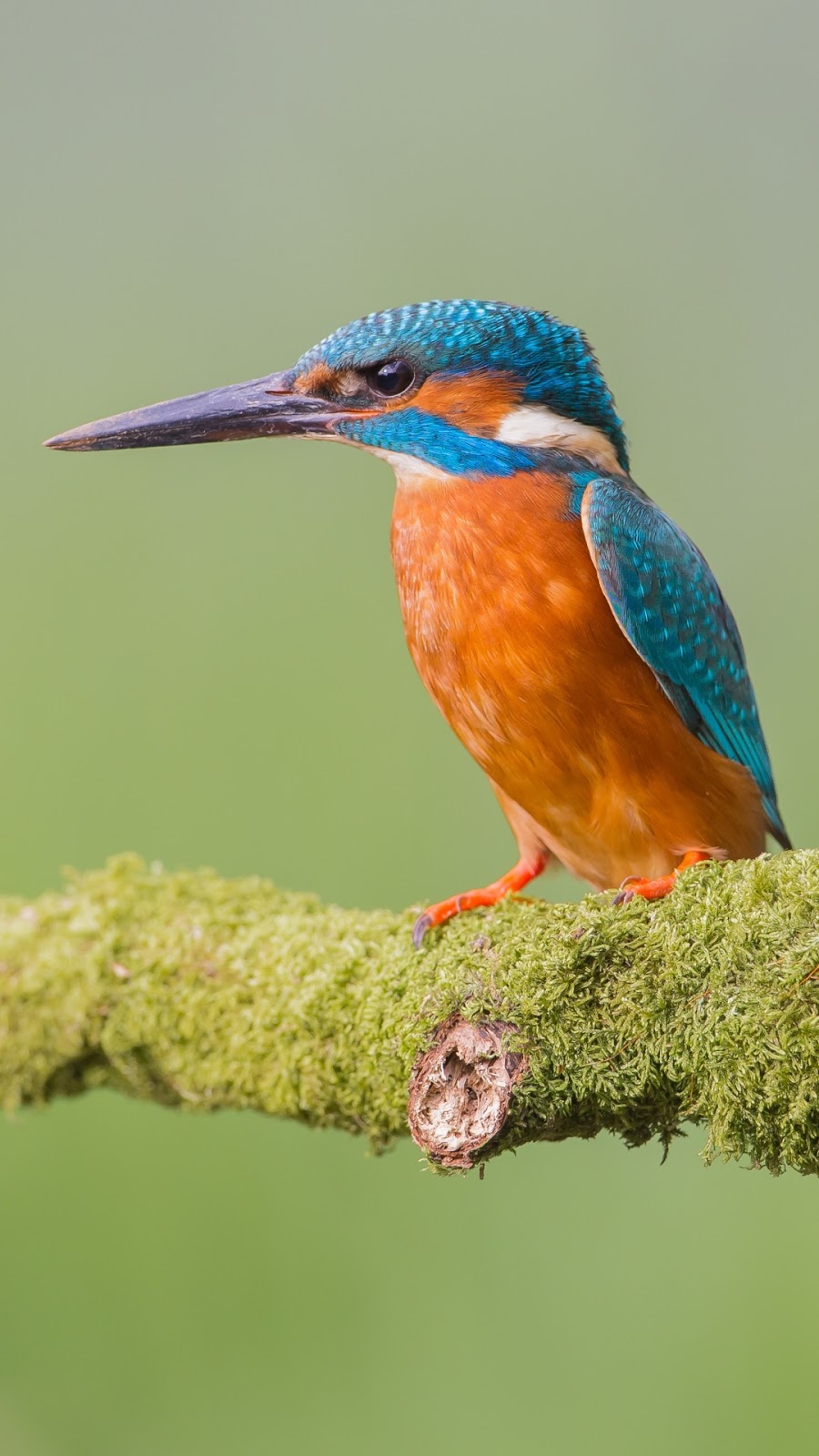 900x1600 Kingfisher Bird Mobile Wallpaper - HD-обои для мобильного телефона