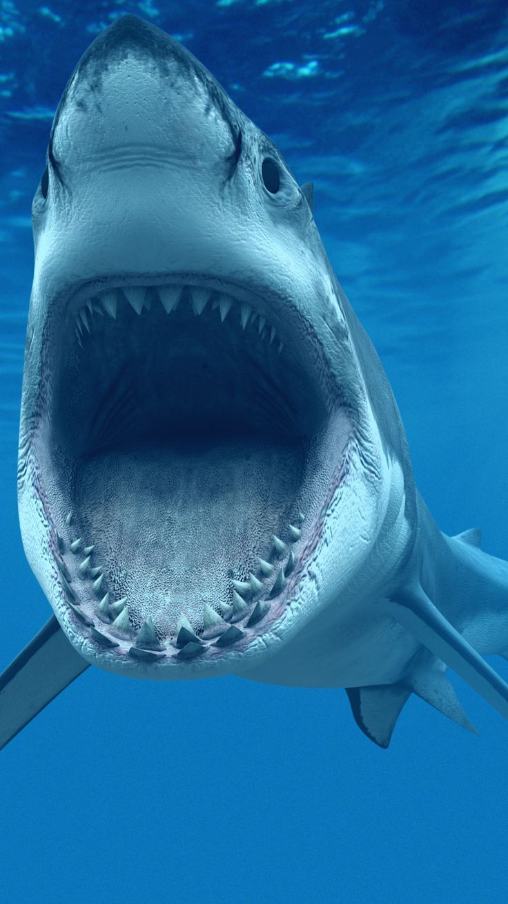 736x1308 Great White Shark iPhone Wallpapers | обои для iphone - и все | Акула обои iphone Iphone обои под водой Белые акулы