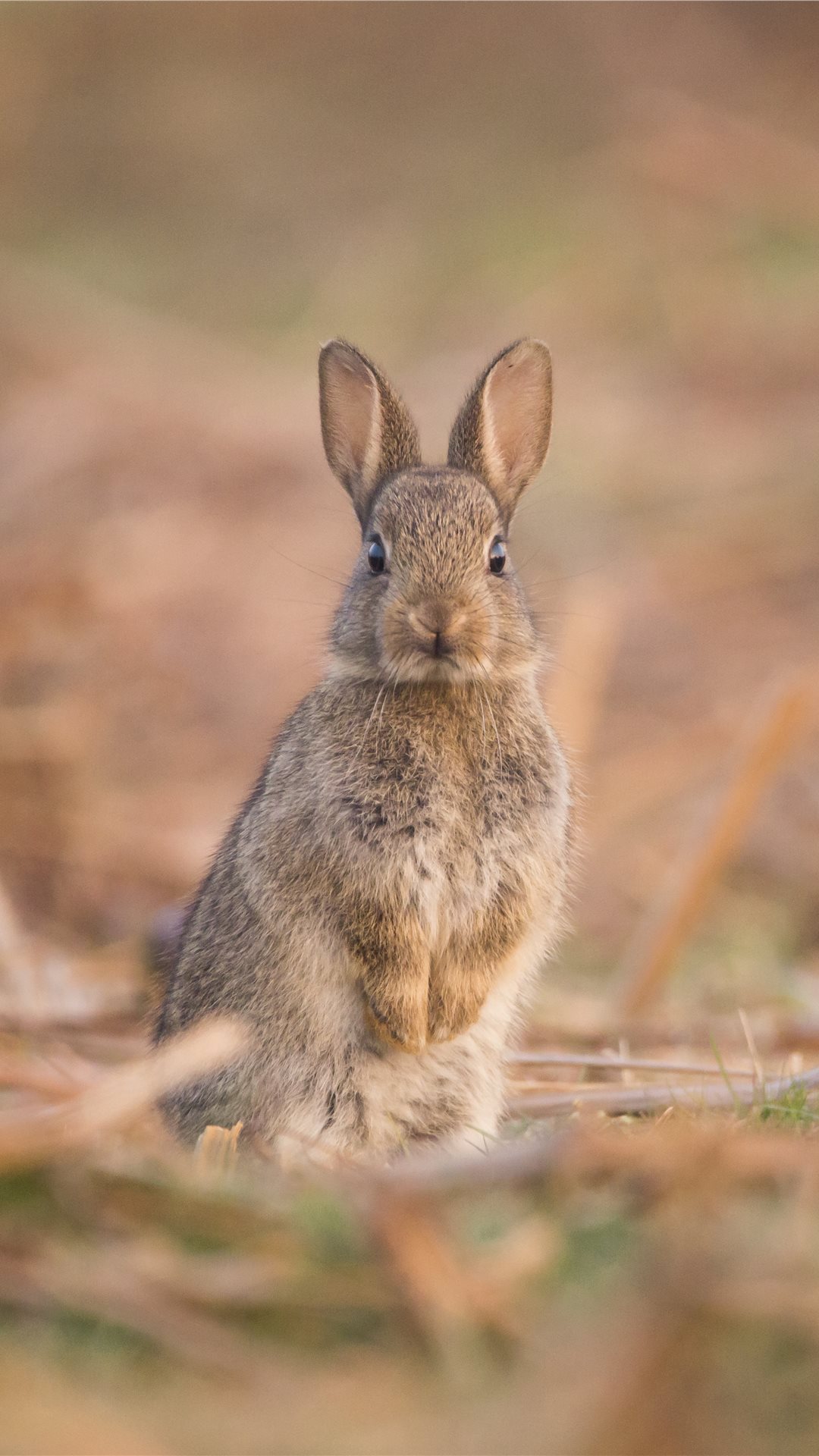 1080x1920  Best bunny iPhone 8 Wallpapers HD - iLikeWallpaper