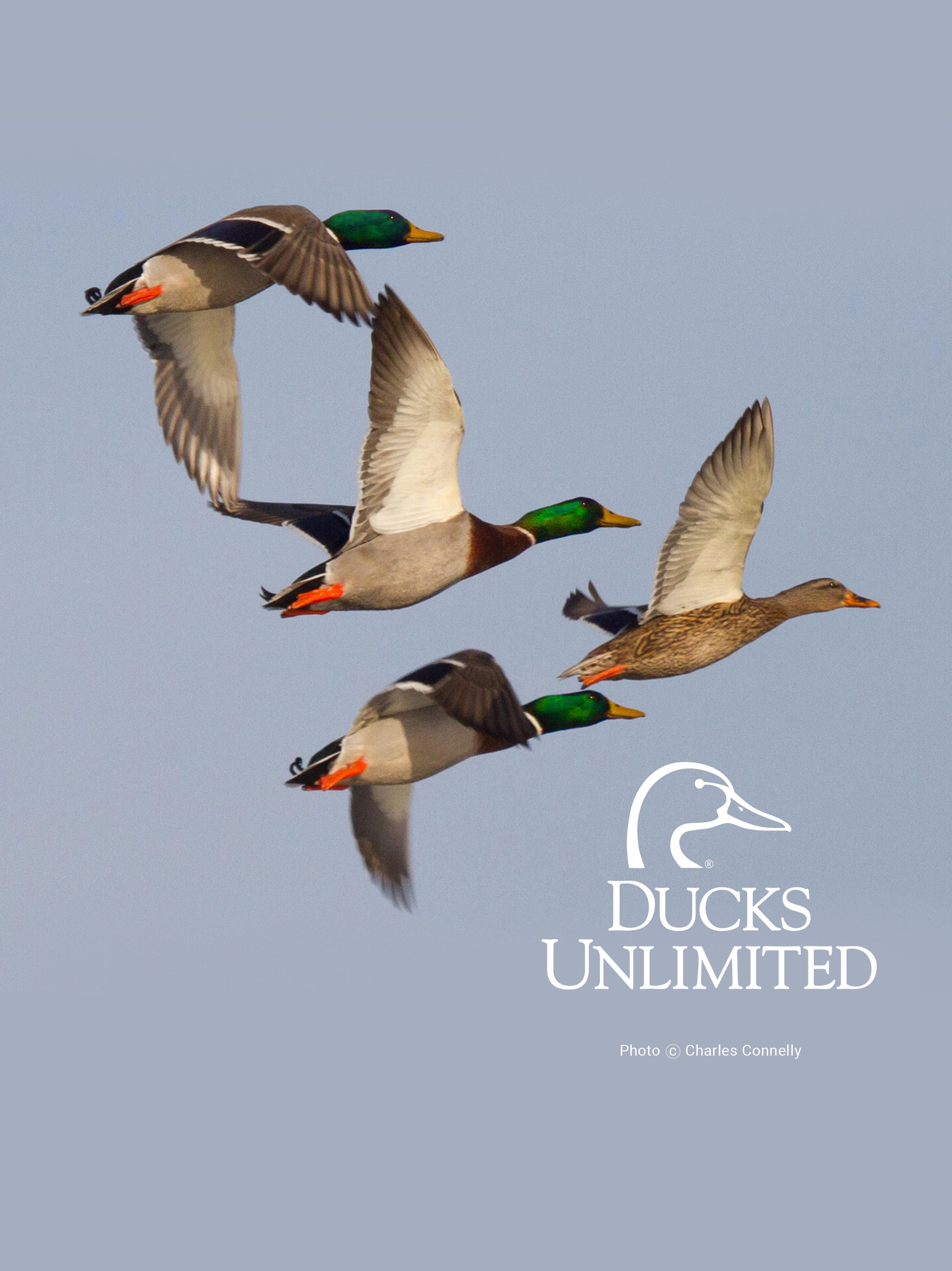 2048x2732  Ducks Unlimited Mobile Wallpaper 