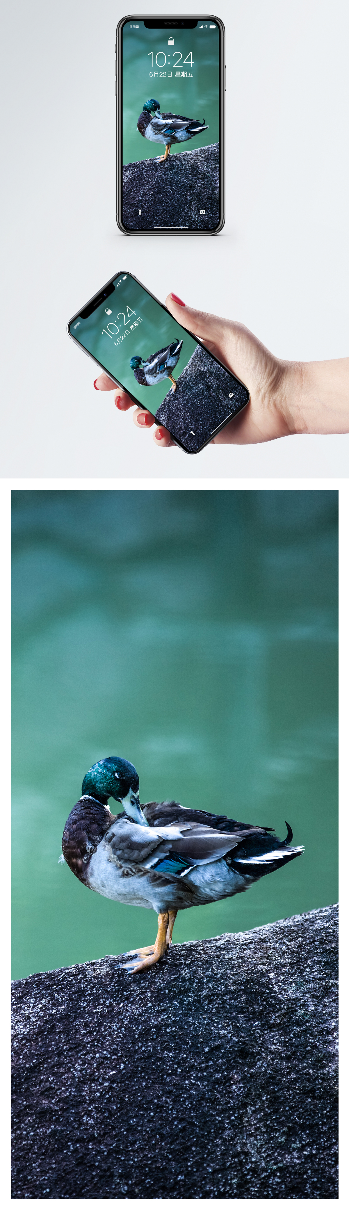 1200x4160   Утка-мандаринка обои для мобильного телефона фоны изображения бесплатно скачать-400338049 -Lovepik.com 