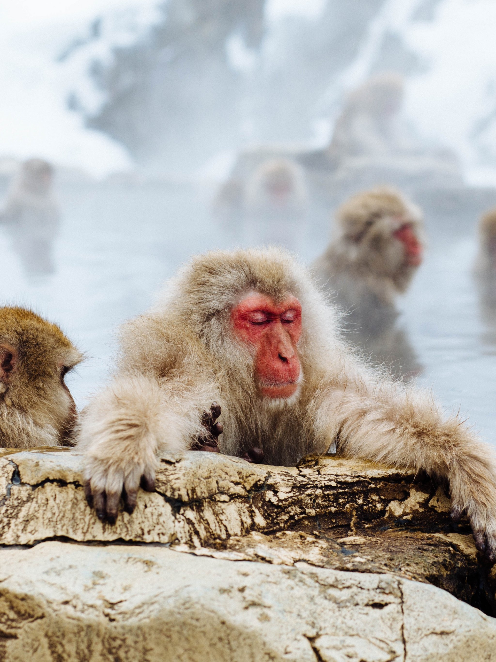 2048x2732 Snow Monkey Wallpaper - iPhone Android Обои рабочего стола