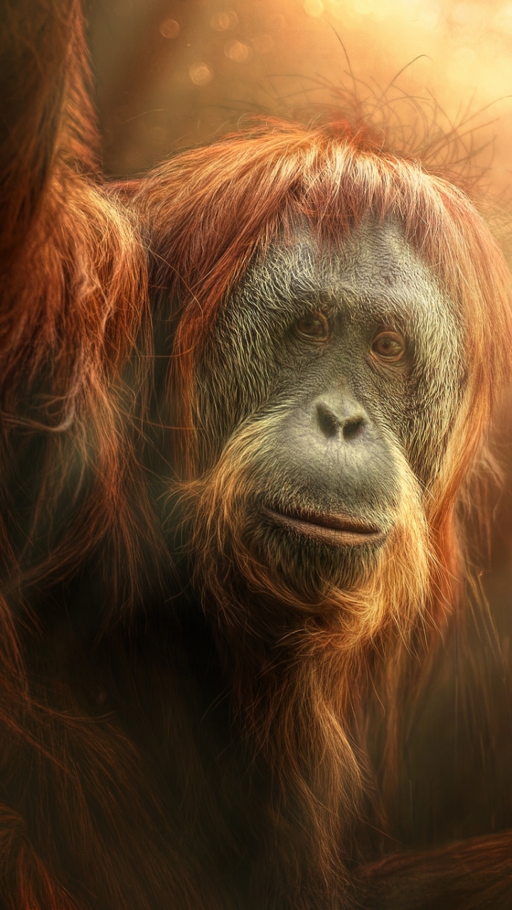 720x1280 Animal / Orangutan (720x1280) ID обоев: 720881 - Mobile Abyss