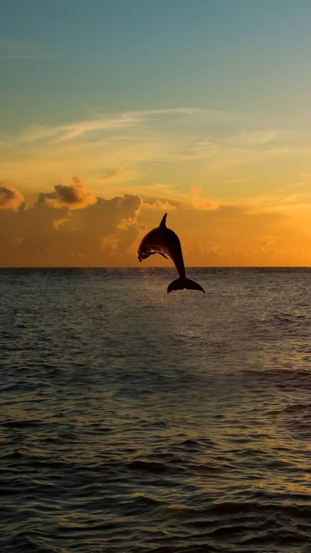 Морской закат с дельфинами