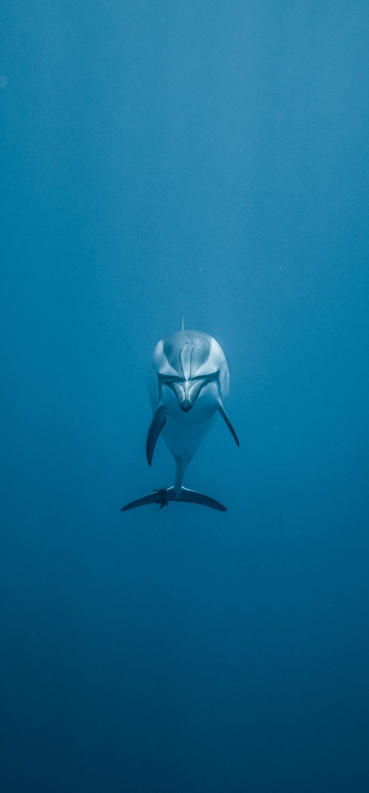 720x1544 Dolphin Underwater World Swim Wallpaper - [720x1544] 