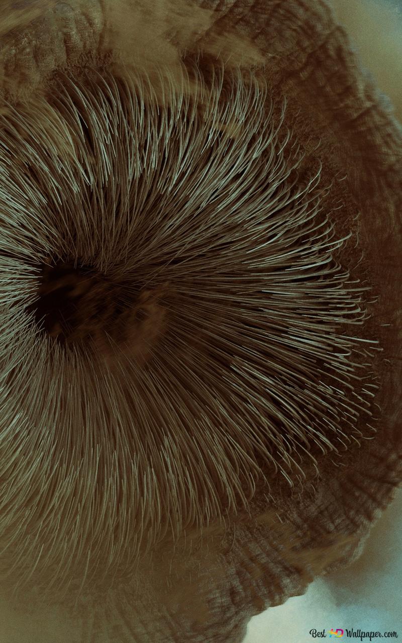 800x1280  Дюна доминирует в премии Академии с шестью Оскаром | DynamicsArts